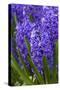 Hyacinth in bloom-Anna Miller-Stretched Canvas