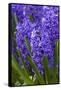 Hyacinth in bloom-Anna Miller-Framed Stretched Canvas