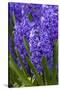 Hyacinth in bloom-Anna Miller-Stretched Canvas