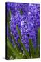 Hyacinth in bloom-Anna Miller-Stretched Canvas