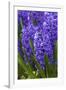 Hyacinth in bloom-Anna Miller-Framed Photographic Print