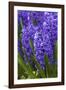 Hyacinth in bloom-Anna Miller-Framed Photographic Print