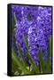 Hyacinth in bloom-Anna Miller-Framed Stretched Canvas