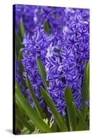 Hyacinth in bloom-Anna Miller-Stretched Canvas