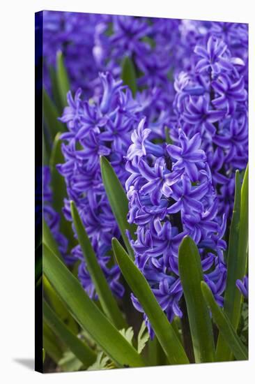 Hyacinth in bloom-Anna Miller-Stretched Canvas