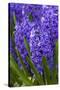 Hyacinth in bloom-Anna Miller-Stretched Canvas