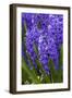 Hyacinth in bloom-Anna Miller-Framed Photographic Print