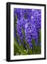 Hyacinth in bloom-Anna Miller-Framed Photographic Print