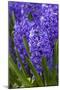 Hyacinth in bloom-Anna Miller-Mounted Photographic Print