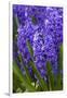 Hyacinth in bloom-Anna Miller-Framed Premium Photographic Print