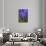 Hyacinth in bloom-Anna Miller-Mounted Premium Photographic Print displayed on a wall