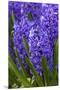 Hyacinth in bloom-Anna Miller-Mounted Premium Photographic Print