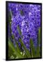 Hyacinth in bloom-Anna Miller-Framed Premium Photographic Print