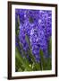 Hyacinth in bloom-Anna Miller-Framed Photographic Print