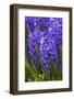 Hyacinth in bloom-Anna Miller-Framed Photographic Print