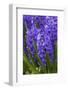 Hyacinth in bloom-Anna Miller-Framed Photographic Print