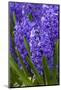 Hyacinth in bloom-Anna Miller-Mounted Photographic Print