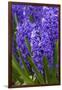 Hyacinth in bloom-Anna Miller-Framed Photographic Print