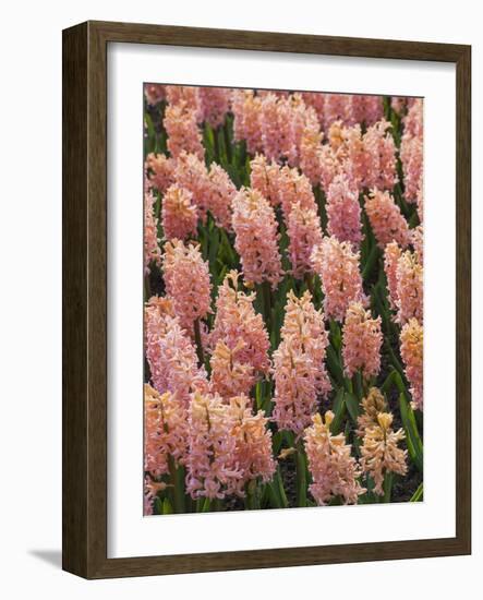 Hyacinth in bloom-Anna Miller-Framed Photographic Print