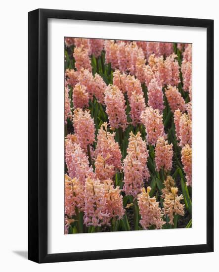 Hyacinth in bloom-Anna Miller-Framed Photographic Print