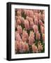 Hyacinth in bloom-Anna Miller-Framed Photographic Print