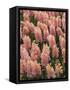 Hyacinth in bloom-Anna Miller-Framed Stretched Canvas