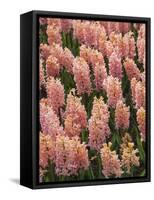 Hyacinth in bloom-Anna Miller-Framed Stretched Canvas