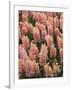 Hyacinth in bloom-Anna Miller-Framed Photographic Print