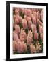 Hyacinth in bloom-Anna Miller-Framed Photographic Print