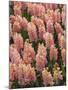 Hyacinth in bloom-Anna Miller-Mounted Photographic Print