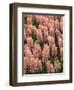 Hyacinth in bloom-Anna Miller-Framed Photographic Print