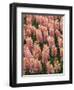 Hyacinth in bloom-Anna Miller-Framed Photographic Print