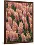 Hyacinth in bloom-Anna Miller-Framed Photographic Print