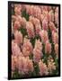 Hyacinth in bloom-Anna Miller-Framed Photographic Print