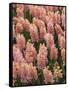 Hyacinth in bloom-Anna Miller-Framed Stretched Canvas