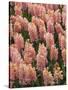 Hyacinth in bloom-Anna Miller-Stretched Canvas