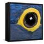 Hyacinth Macaw, 1 Year Old, Close Up On Eye-Life on White-Framed Stretched Canvas