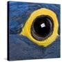 Hyacinth Macaw, 1 Year Old, Close Up On Eye-Life on White-Stretched Canvas