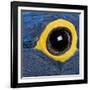Hyacinth Macaw, 1 Year Old, Close Up On Eye-Life on White-Framed Photographic Print