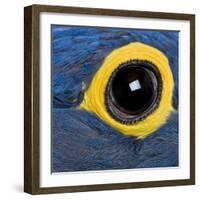 Hyacinth Macaw, 1 Year Old, Close Up On Eye-Life on White-Framed Photographic Print