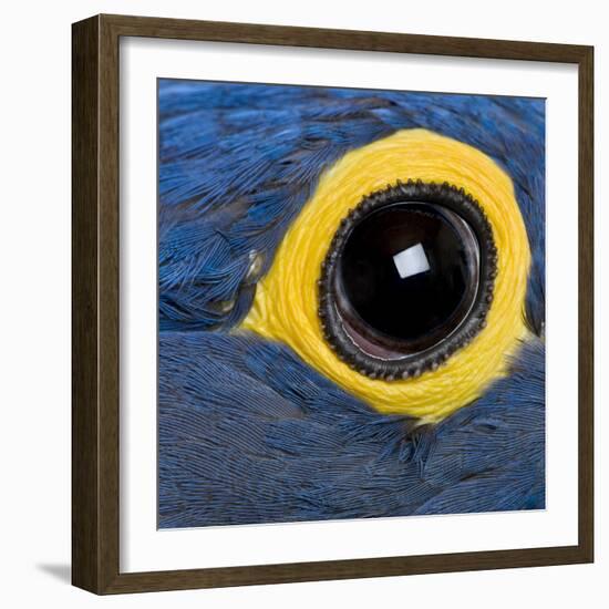 Hyacinth Macaw, 1 Year Old, Close Up On Eye-Life on White-Framed Photographic Print