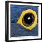 Hyacinth Macaw, 1 Year Old, Close Up On Eye-Life on White-Framed Photographic Print