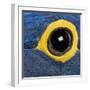 Hyacinth Macaw, 1 Year Old, Close Up On Eye-Life on White-Framed Photographic Print