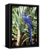 Hyacinth Macaw, 1992-Sandra Lawrence-Framed Stretched Canvas