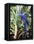 Hyacinth Macaw, 1992-Sandra Lawrence-Framed Stretched Canvas