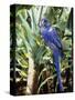Hyacinth Macaw, 1992-Sandra Lawrence-Stretched Canvas