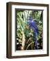 Hyacinth Macaw, 1992-Sandra Lawrence-Framed Giclee Print