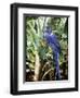 Hyacinth Macaw, 1992-Sandra Lawrence-Framed Giclee Print