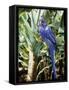 Hyacinth Macaw, 1992-Sandra Lawrence-Framed Stretched Canvas