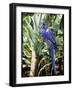 Hyacinth Macaw, 1992-Sandra Lawrence-Framed Giclee Print